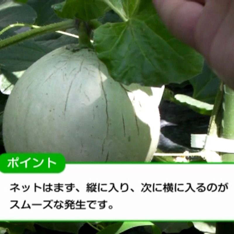 http://www.kandoumelon.jp/blog/image_01.jpg