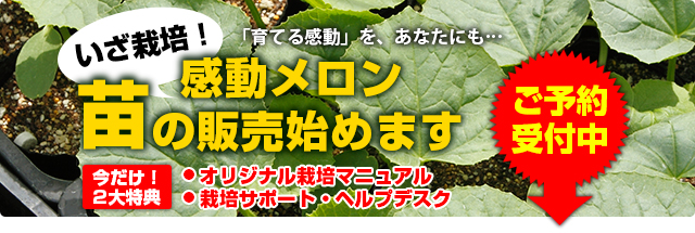 いざ栽培！感動メロン苗の販売始めます