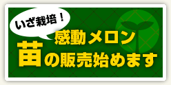 苗の販売始めます