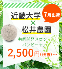 近畿大学×松井農園 共同開発メロン「バンビーナ」販売開始！