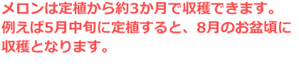 メロンは定植から約3か月で収穫できます。例えば5月中旬に定植すると、8月のお盆頃に収穫となります。