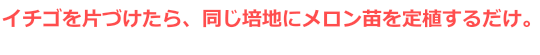 イチゴを片づけたら、同じ培地にメロン苗を定植するだけ。