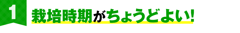 栽培時期がちょうどよい！