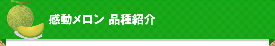 感動メロン 品種紹介