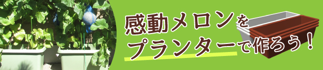 感動メロンをプランターで作ろう！